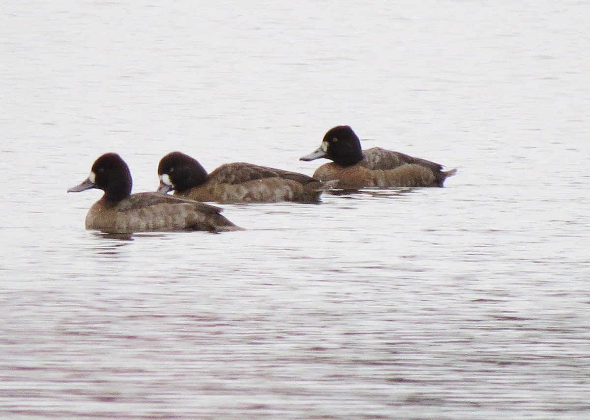 Lesser Scaup - ML644323907