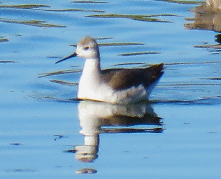 lyskonoh dlouhozobý - ML644323908