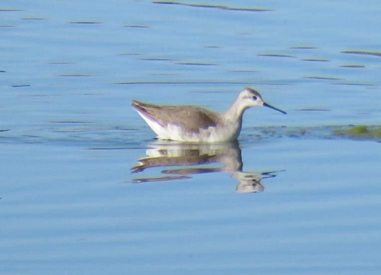 lyskonoh dlouhozobý - ML644323909