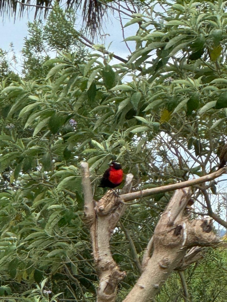 White-browed Meadowlark - ML644323912