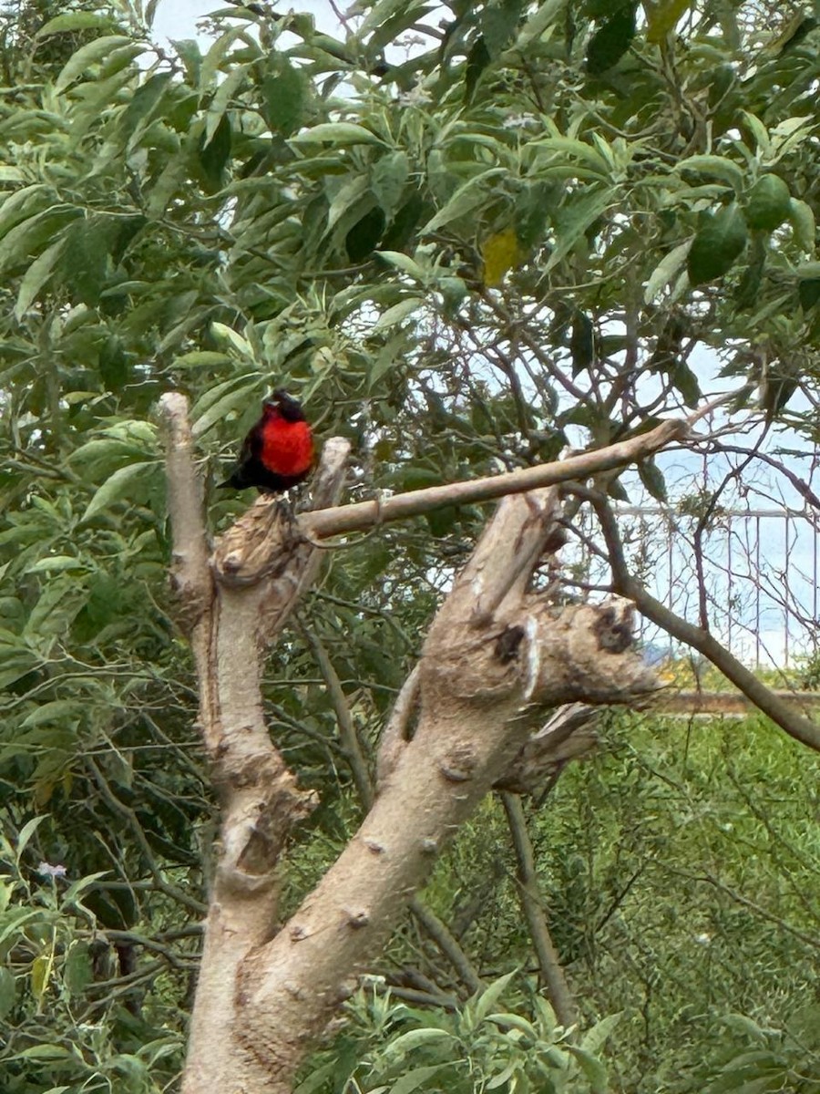 White-browed Meadowlark - ML644323913