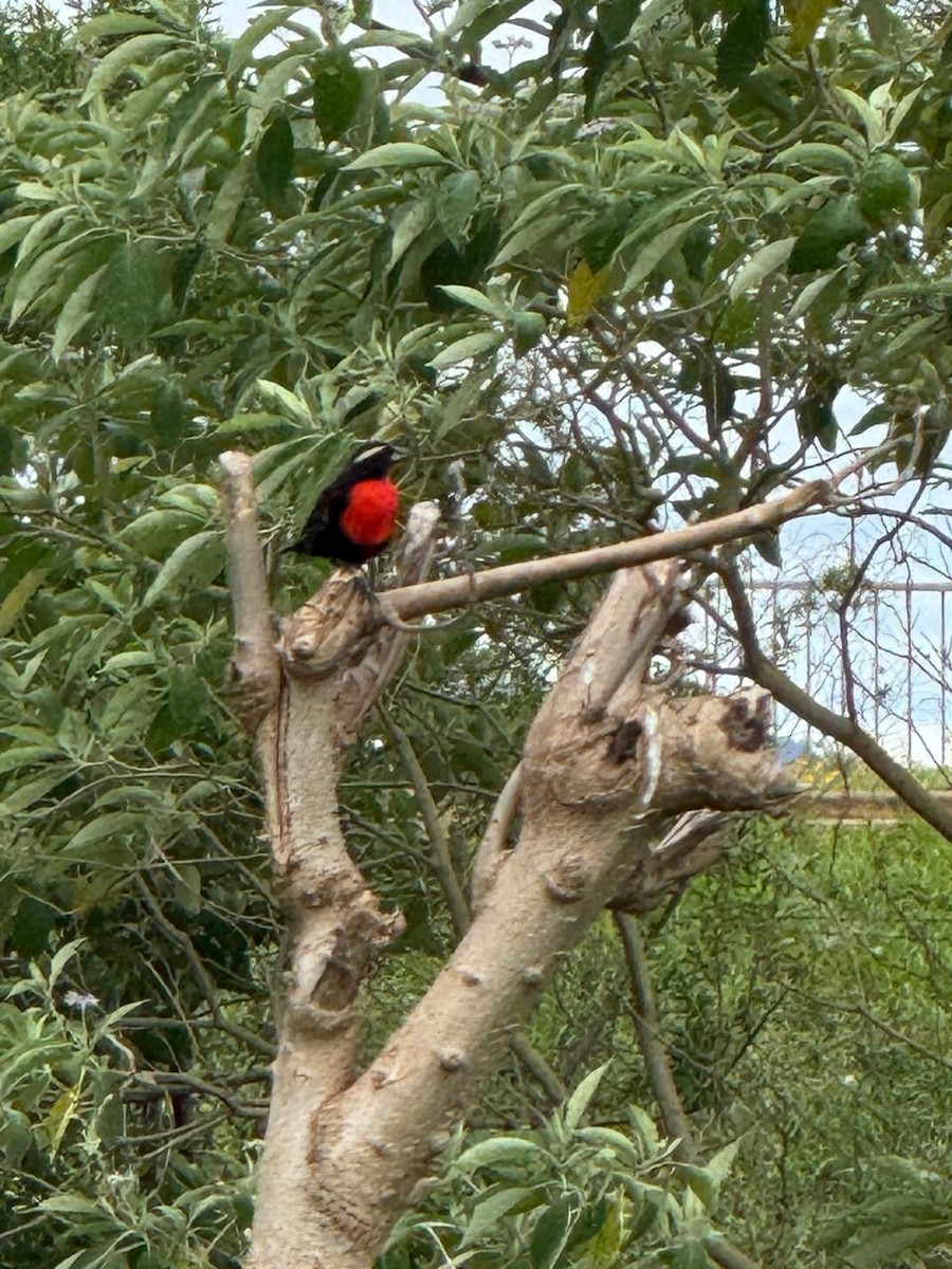 White-browed Meadowlark - ML644323914