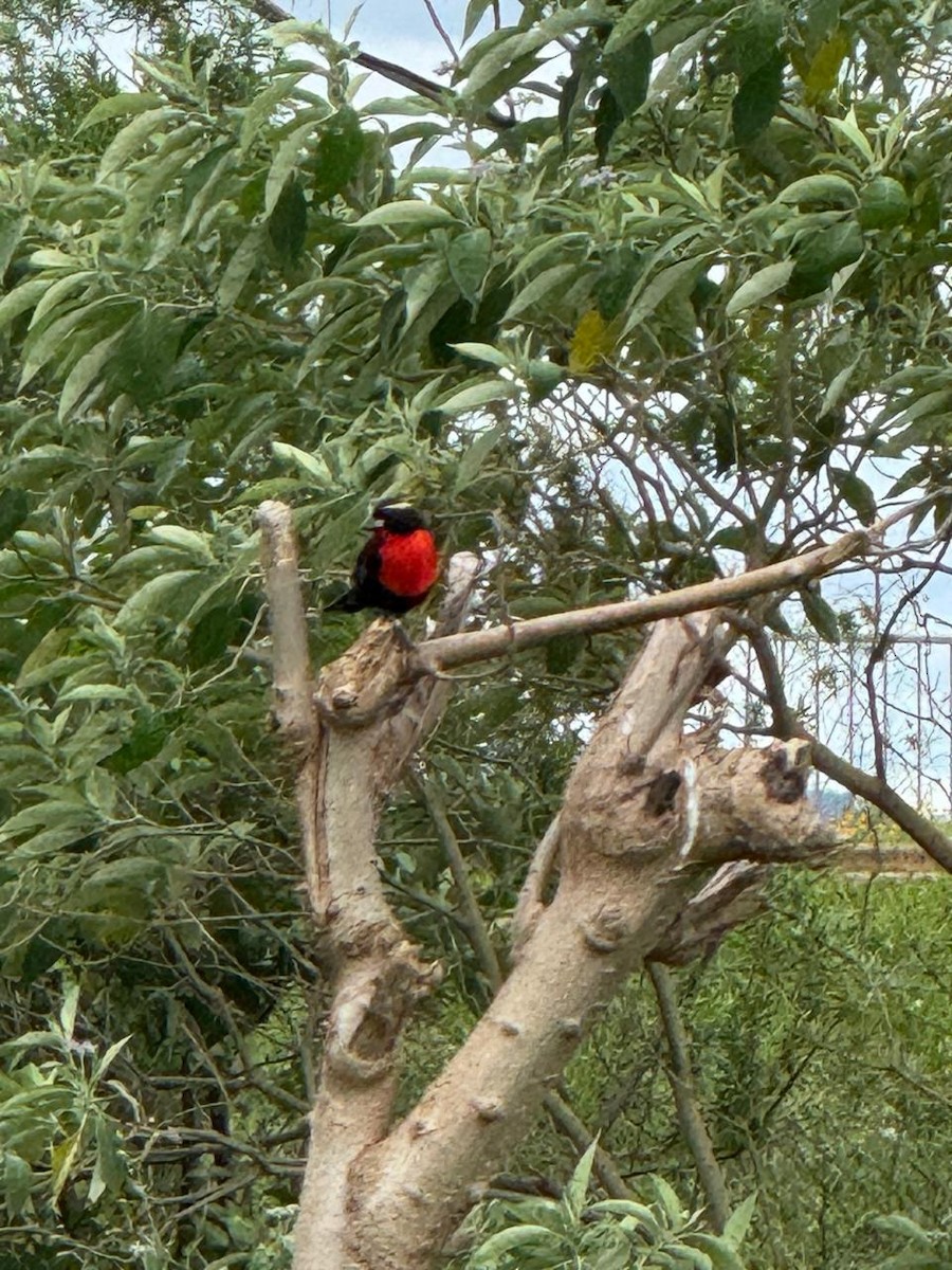 White-browed Meadowlark - ML644323915