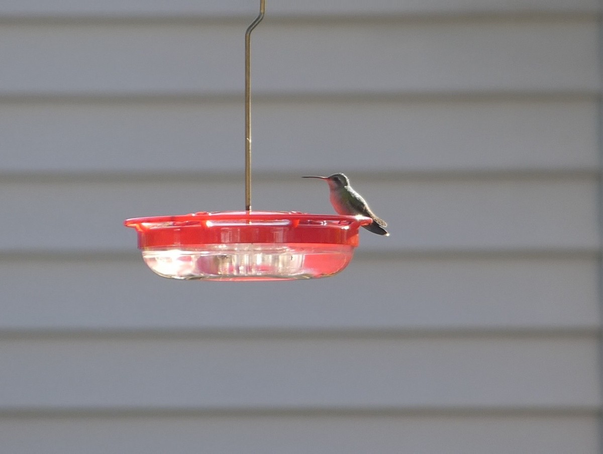 Broad-billed Hummingbird - ML644323916