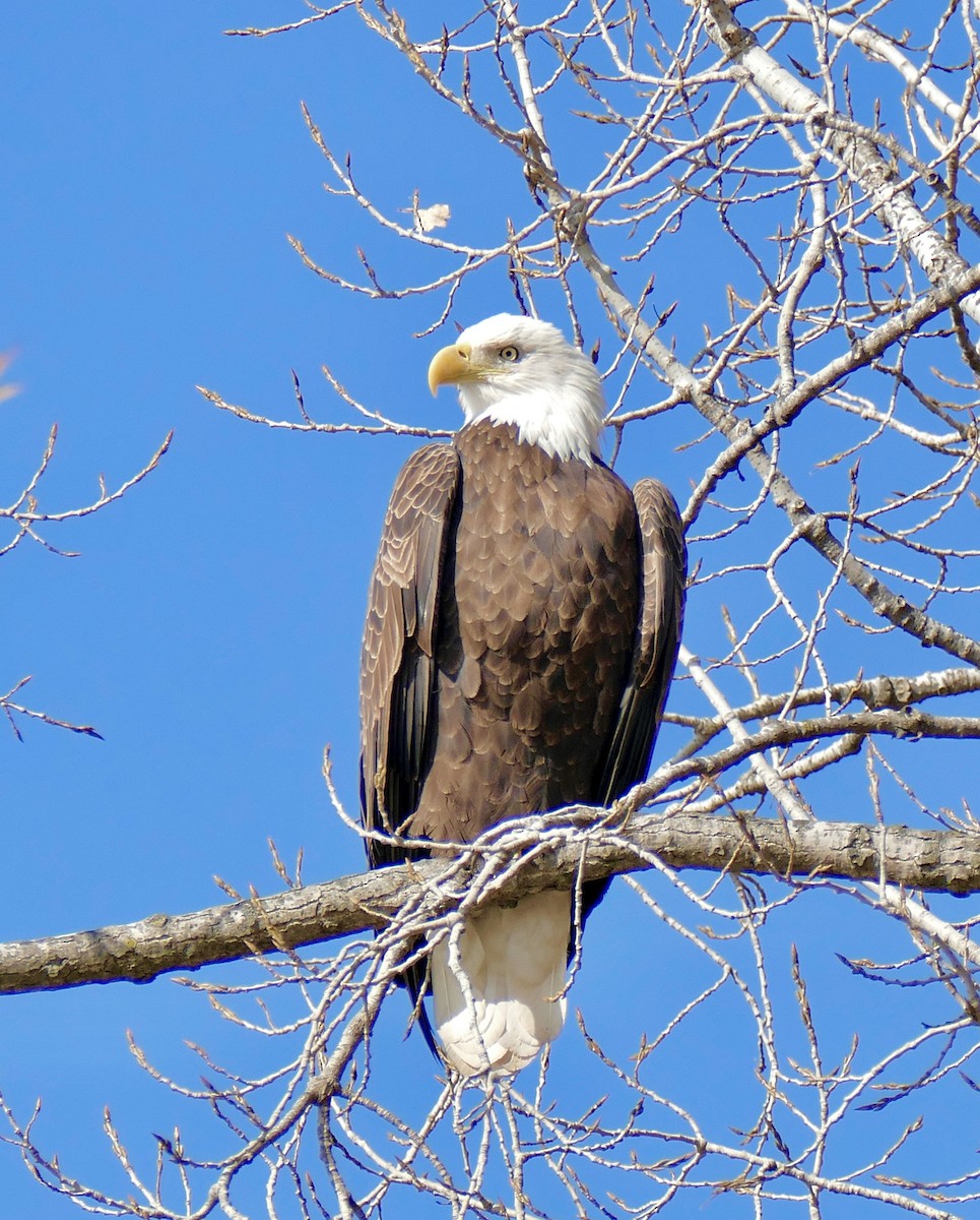 Ak Başlı Kartal - ML644323920