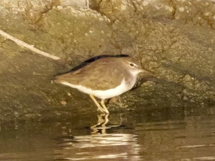 アメリカイソシギ - ML644323921