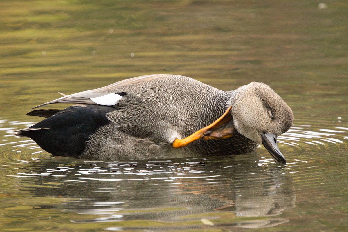 Ipar-ahatea - ML644323926