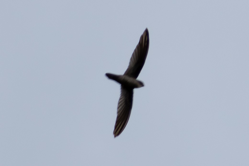 Salangane de Vanikoro - ML644323932