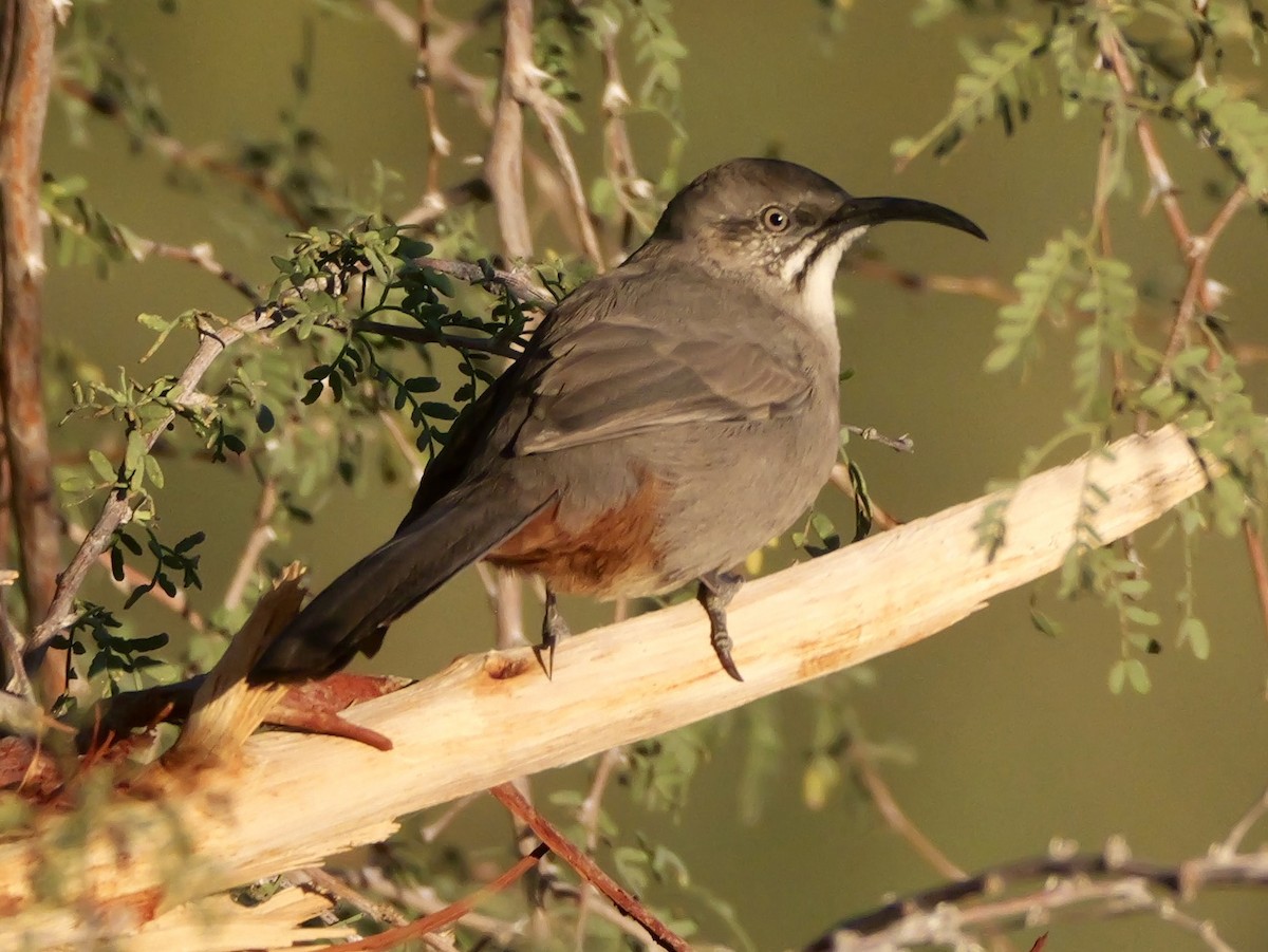 Crissal Thrasher - ML644323937