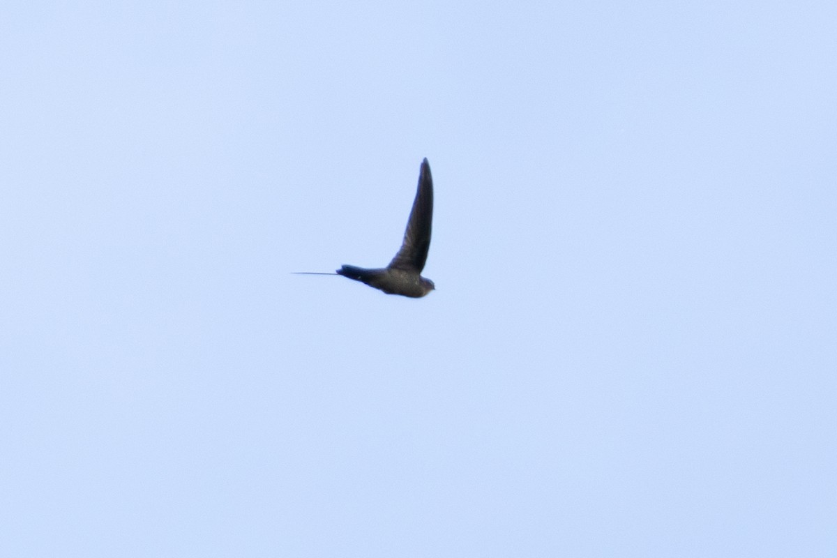 Salangane de Vanikoro - ML644323959