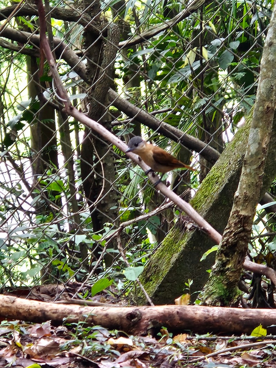 Crested Becard - ML644323971