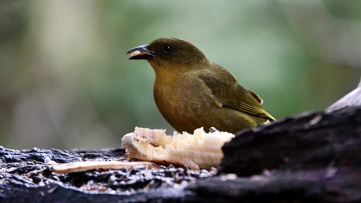 Mitrospin viréon - ML644323981