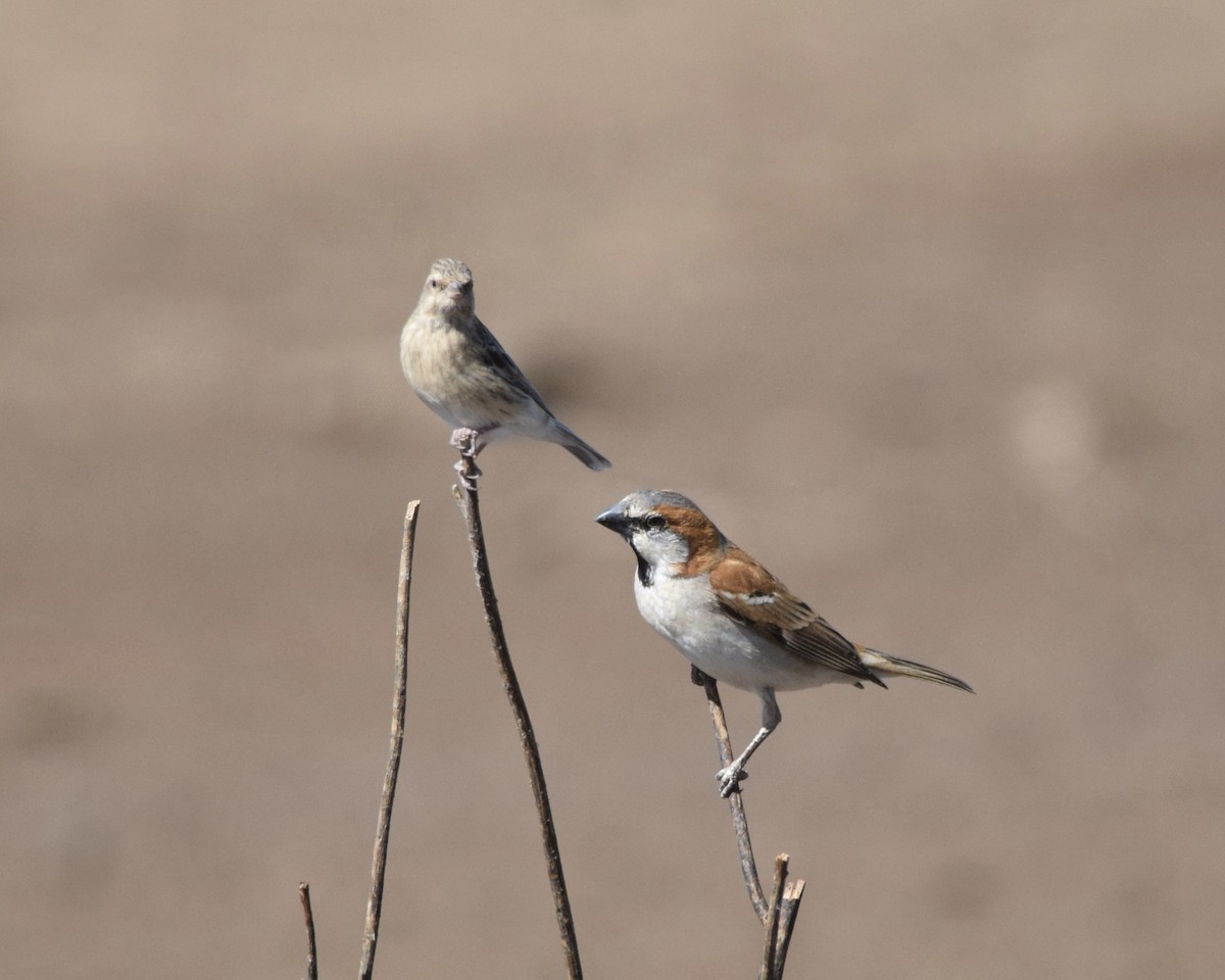 Gorrión Grande - ML644323995