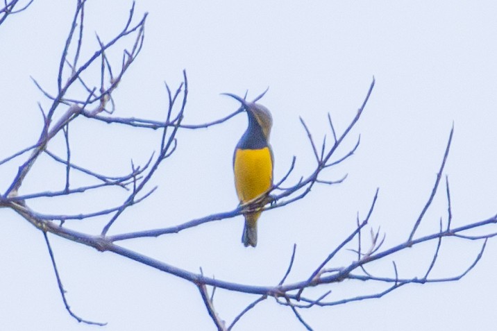 Sahul Sunbird - ML644324000