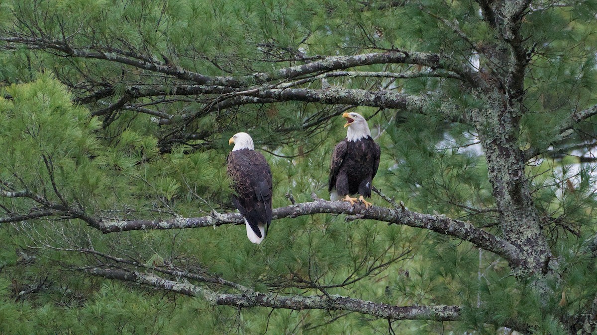 Ak Başlı Kartal - ML644324007