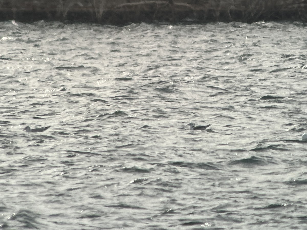 Black-legged Kittiwake - ML644324008