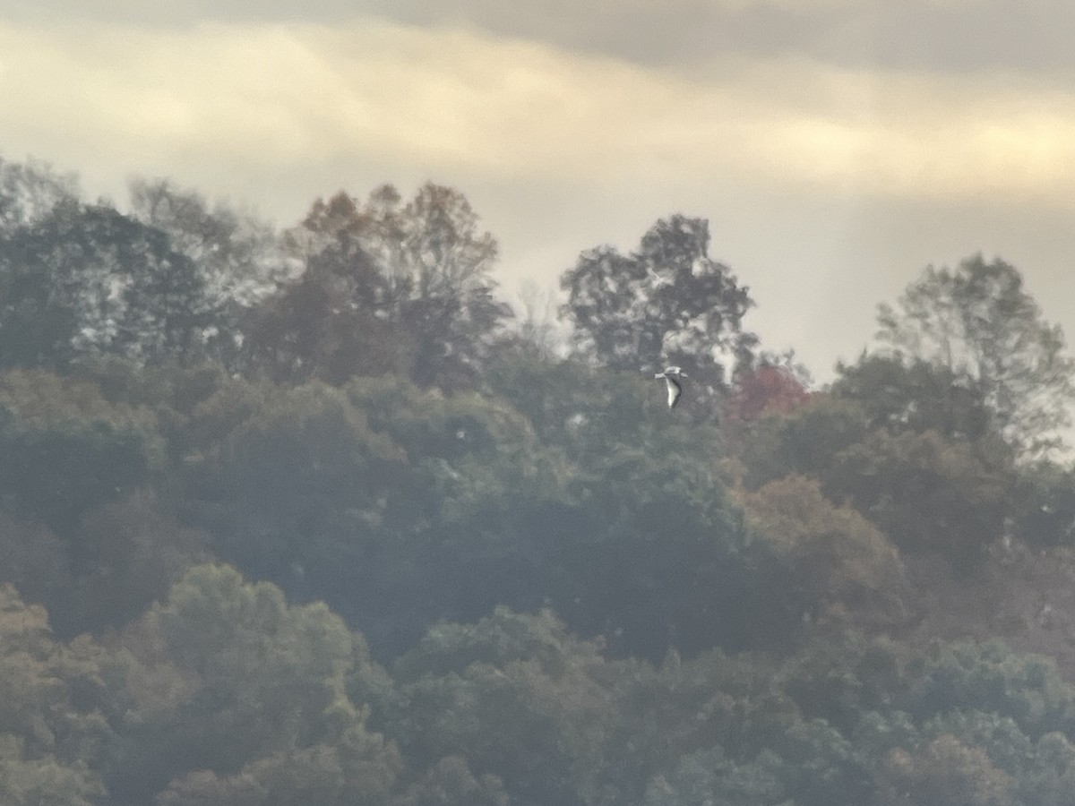 Black-legged Kittiwake - ML644324009