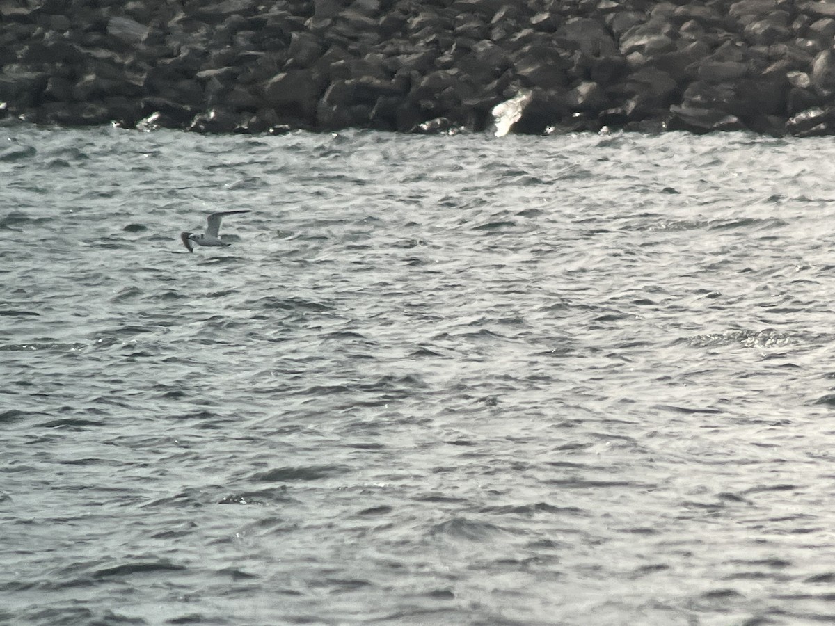 Black-legged Kittiwake - ML644324010