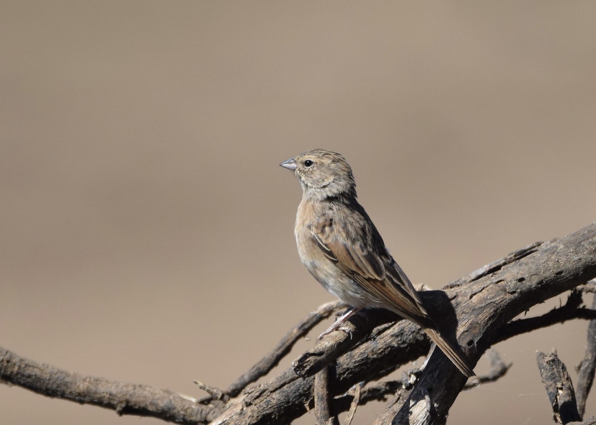 strnad skřivanovitý - ML644324022