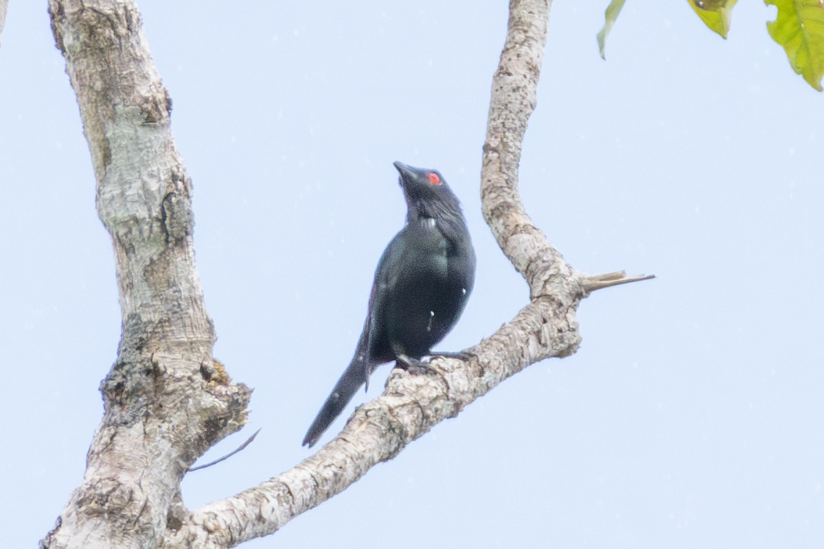 špaček lesklý - ML644324031