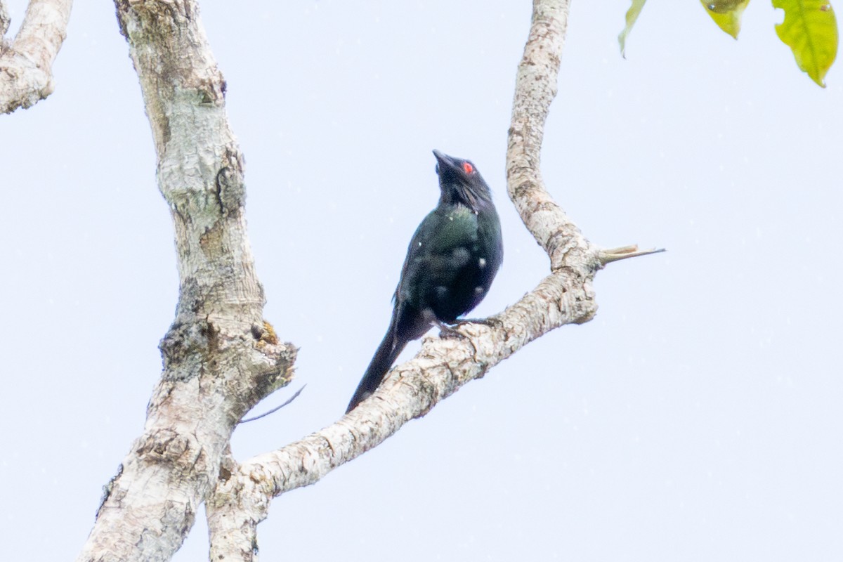 špaček lesklý - ML644324032