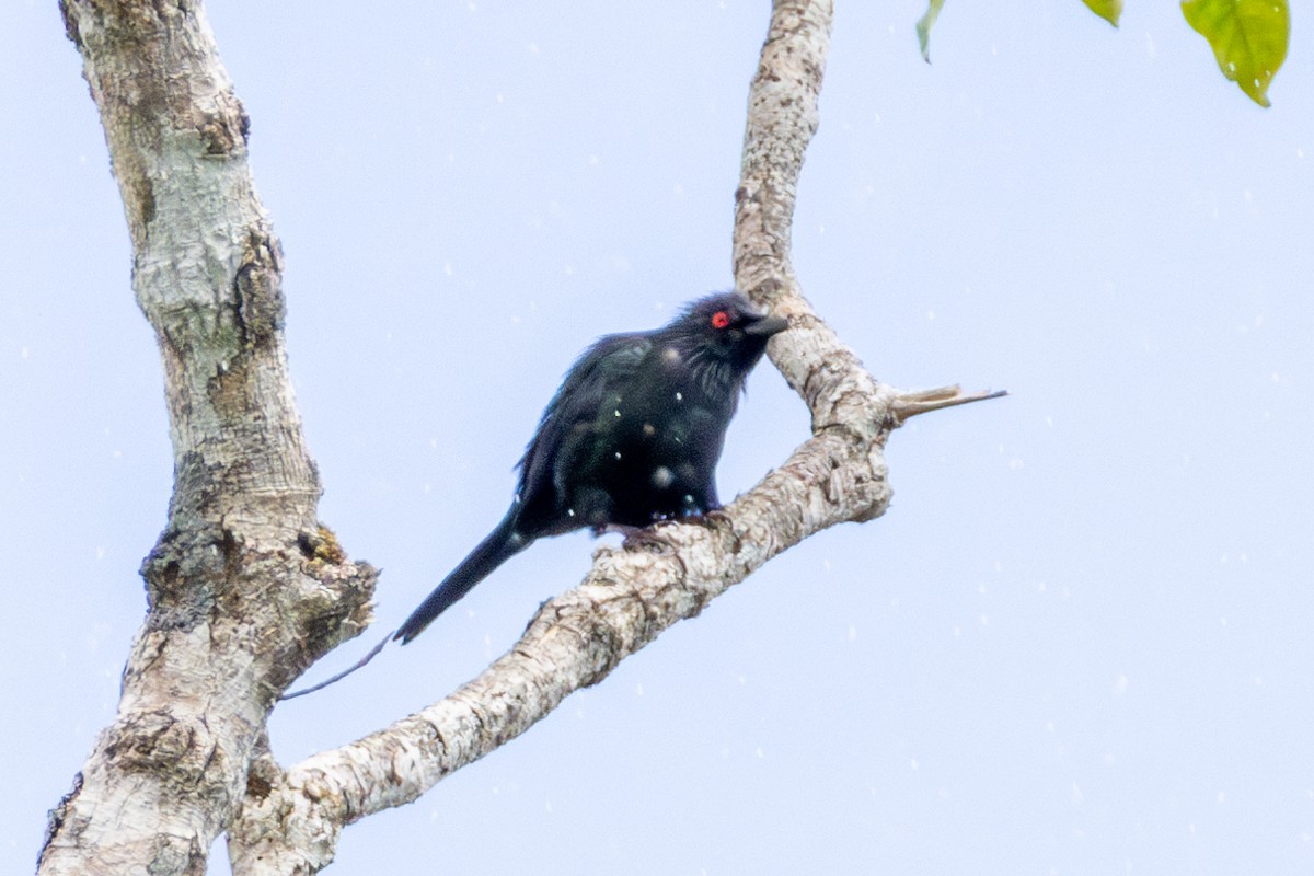 špaček lesklý - ML644324033