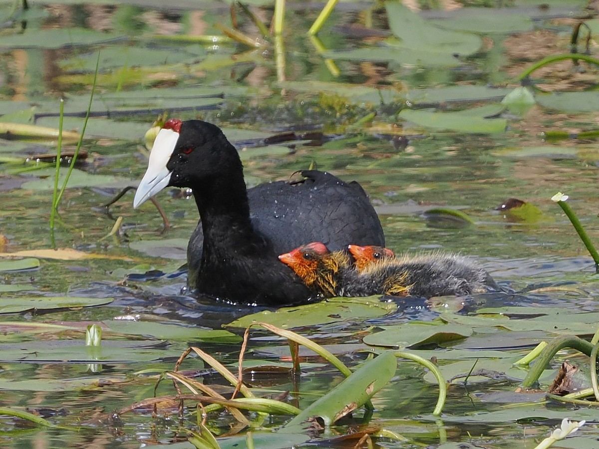 Red-knobbed Coot - ML644324034