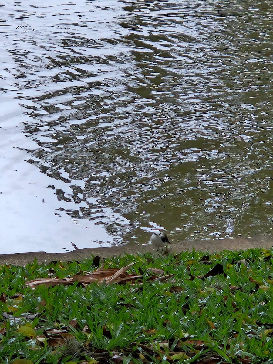 Masked Water-Tyrant - ML644324038