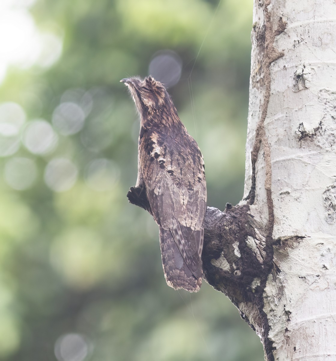 Ibijau gris - ML644324041