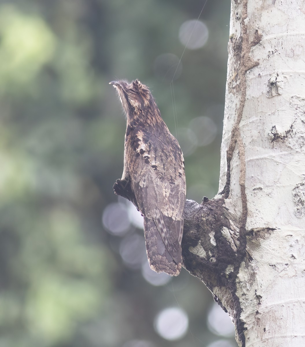 Ibijau gris - ML644324042