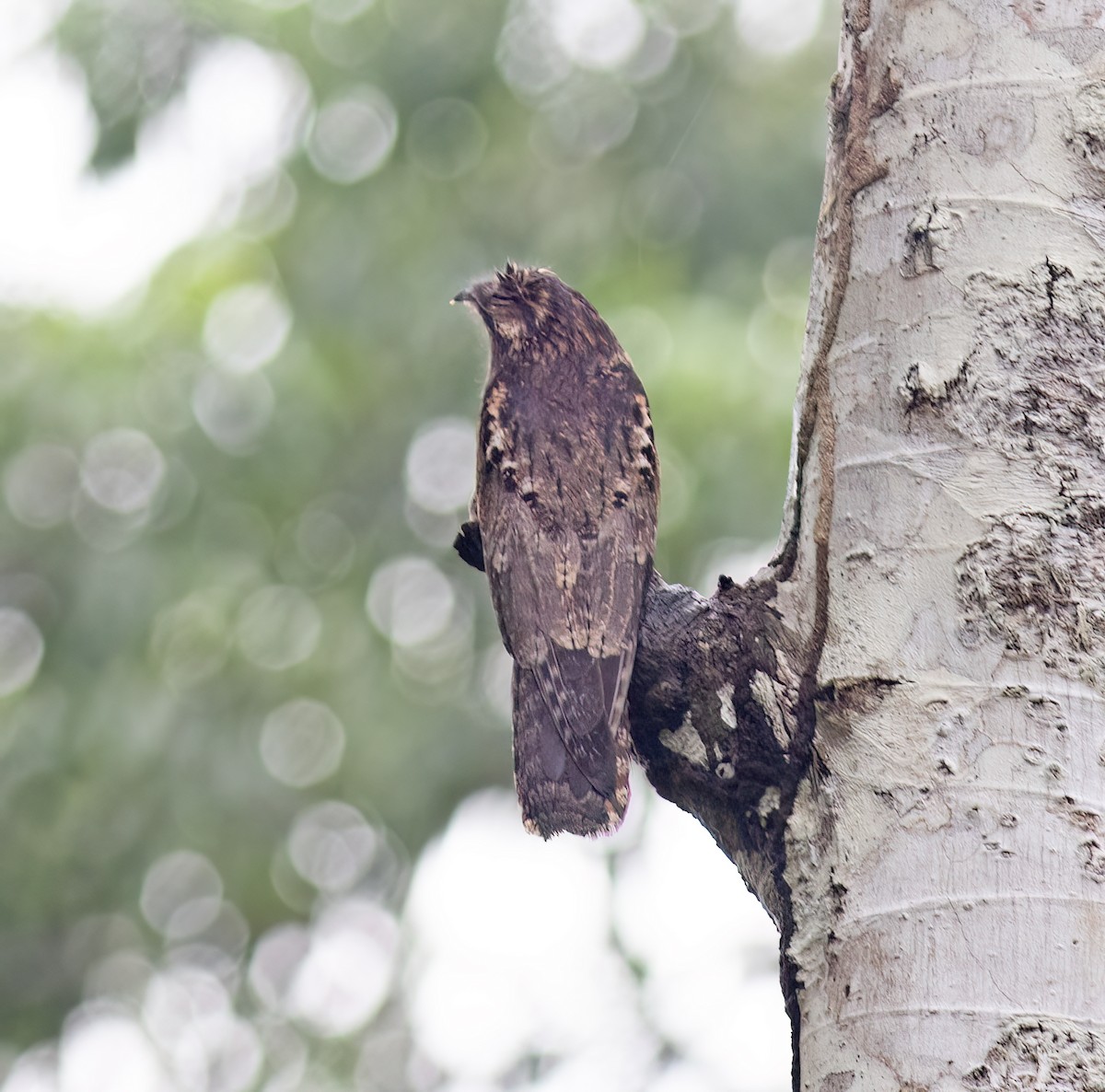 Ibijau gris - ML644324043