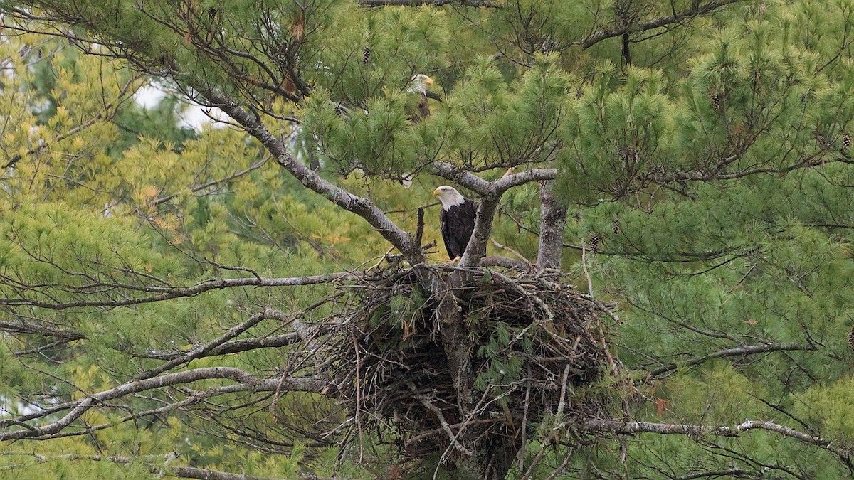 Ak Başlı Kartal - ML644324049