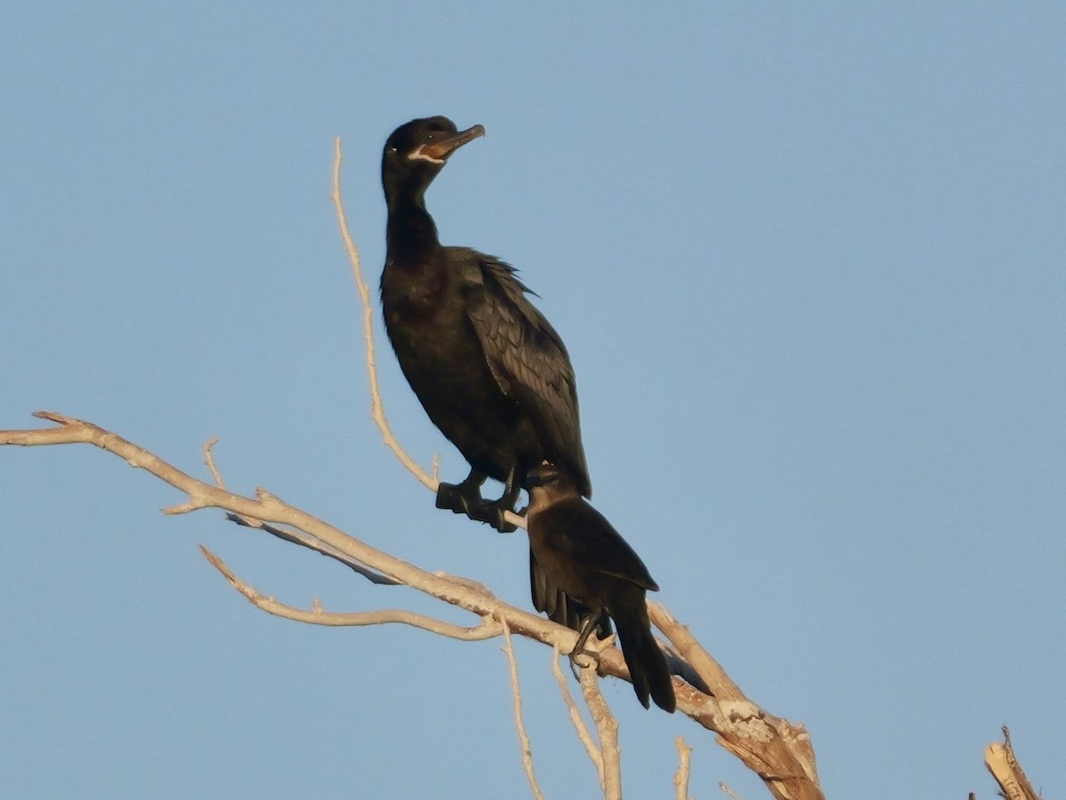 Neotropic Cormorant - ML644324050