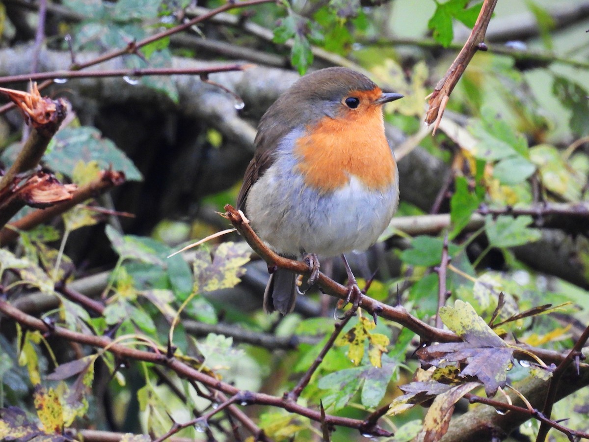 European Robin - ML644324057