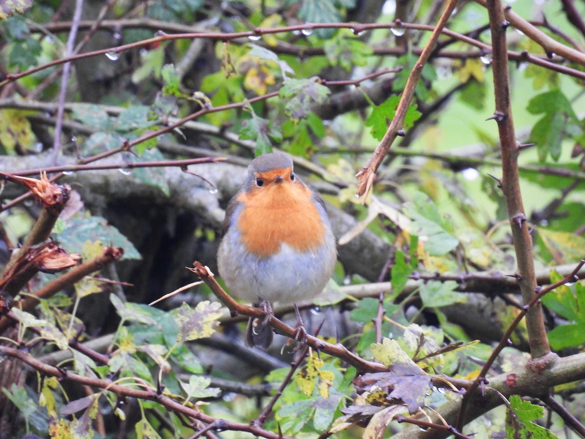 European Robin - ML644324058