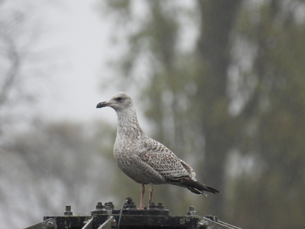 European Herring Gull - ML644324070