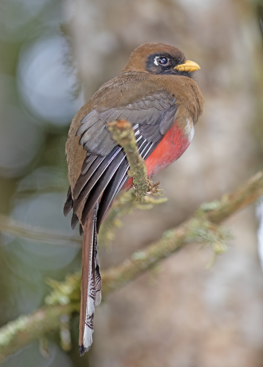 Masked Trogon - ML644324082