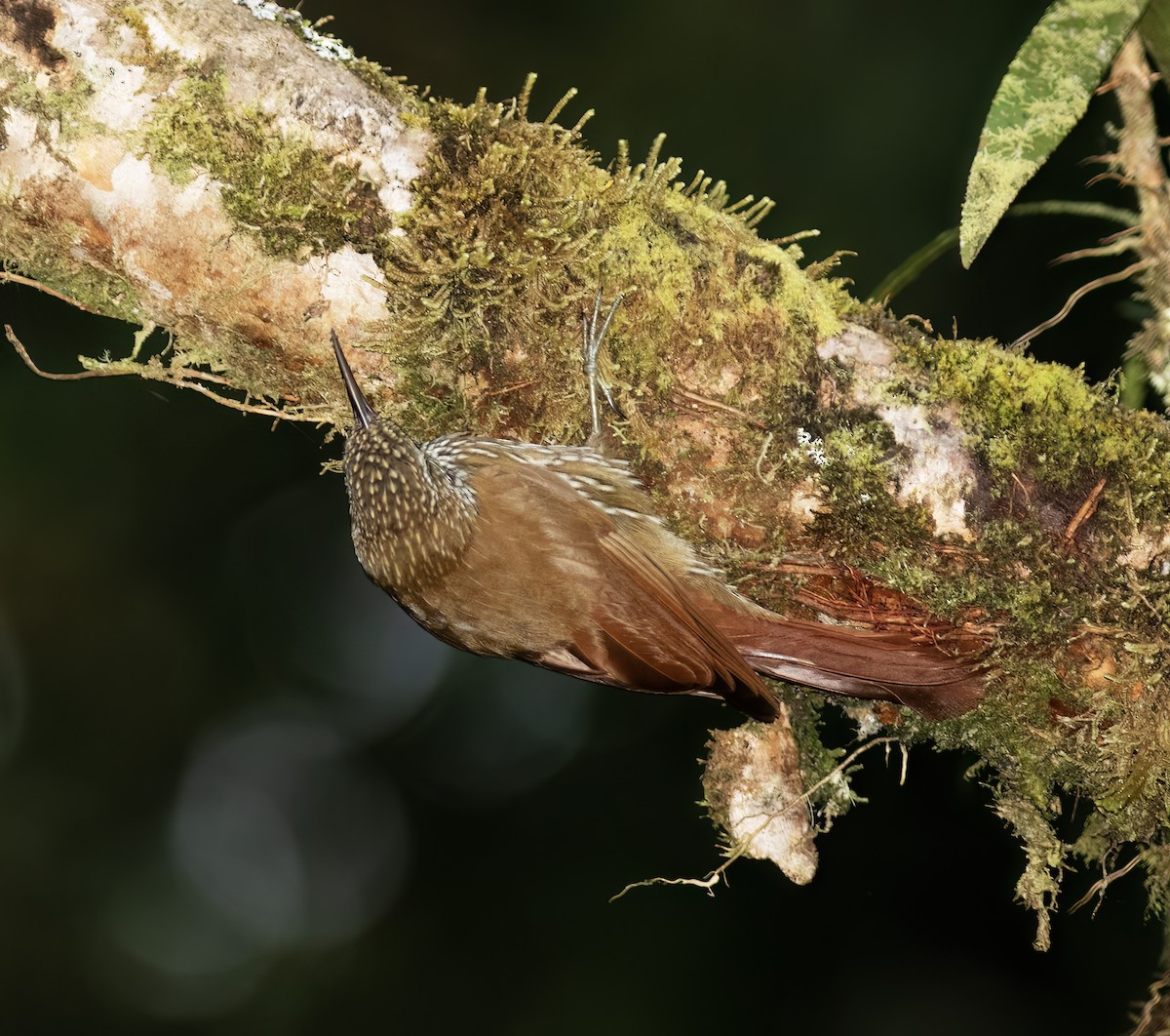 Montane Woodcreeper - ML644324086