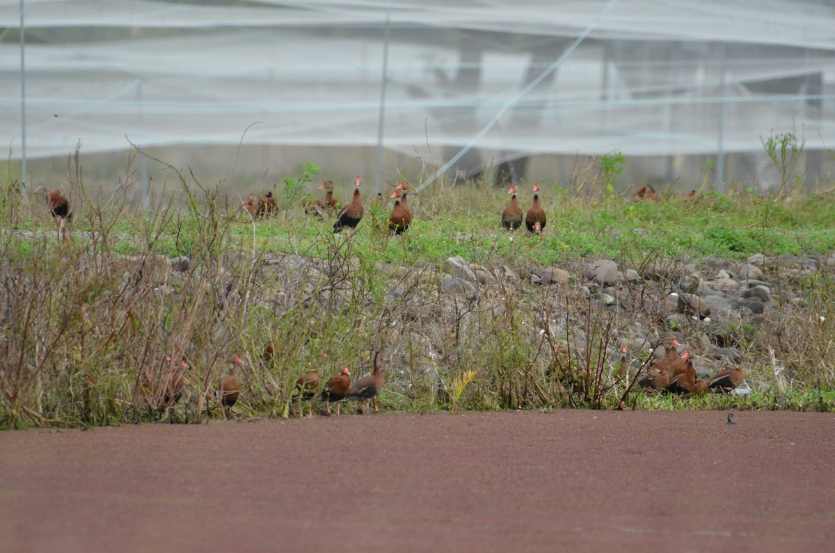 アカハシリュウキュウガモ - ML644324087