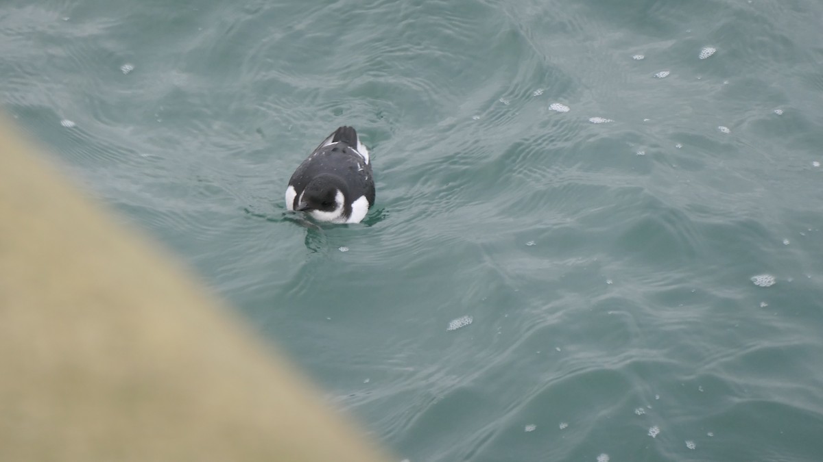 Люрик - ML644324094