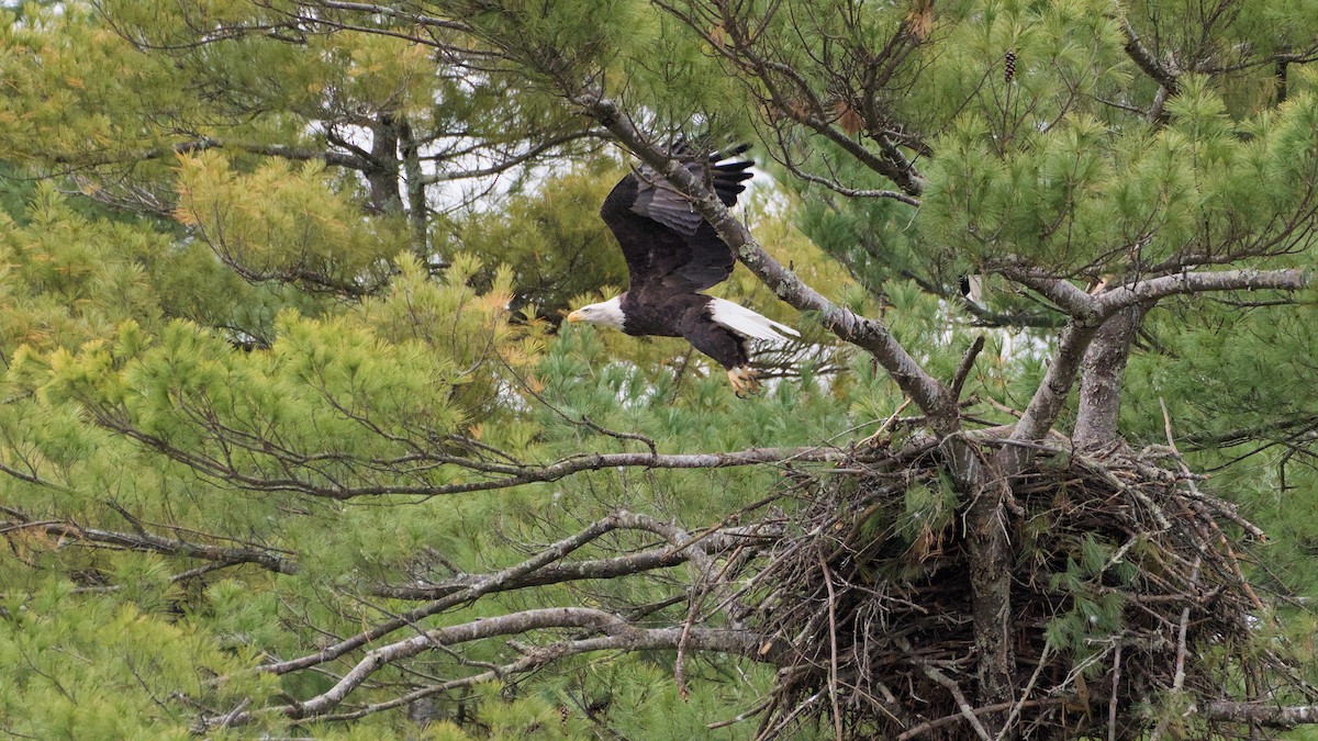 Ak Başlı Kartal - ML644324101