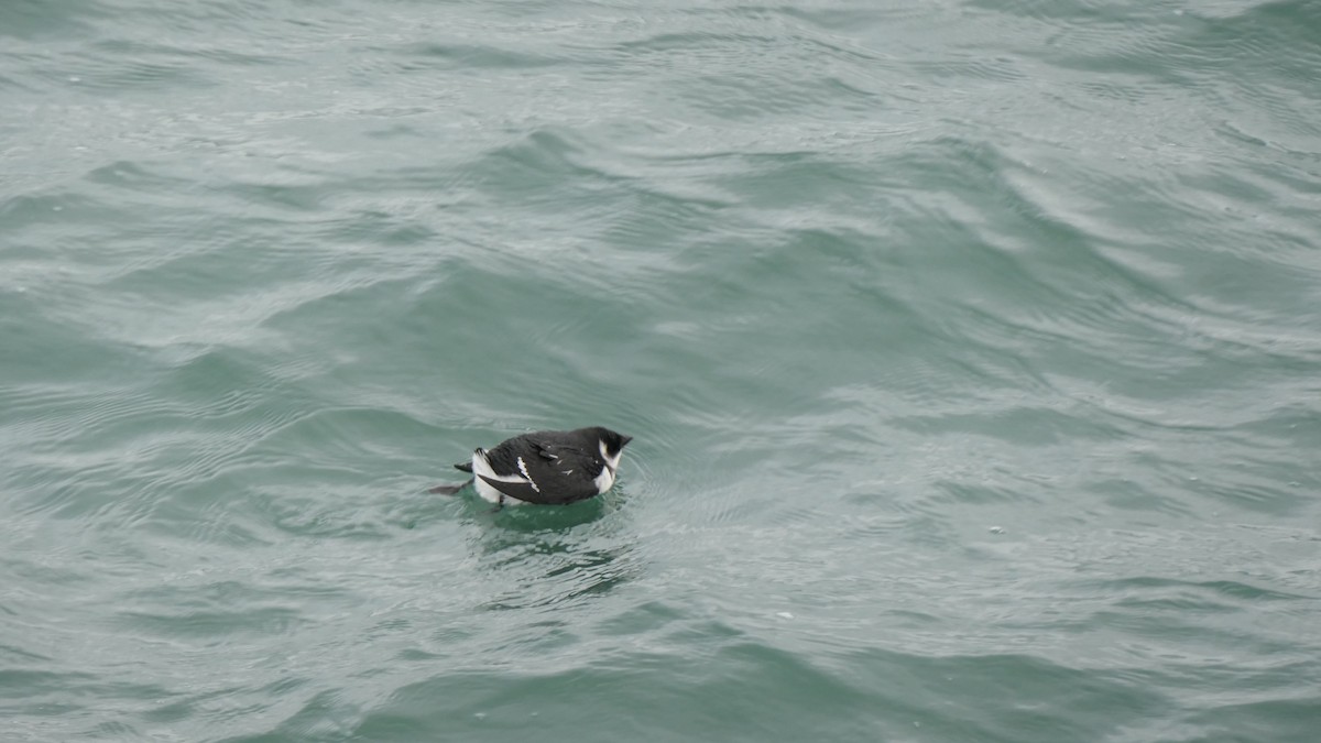 Люрик - ML644324102