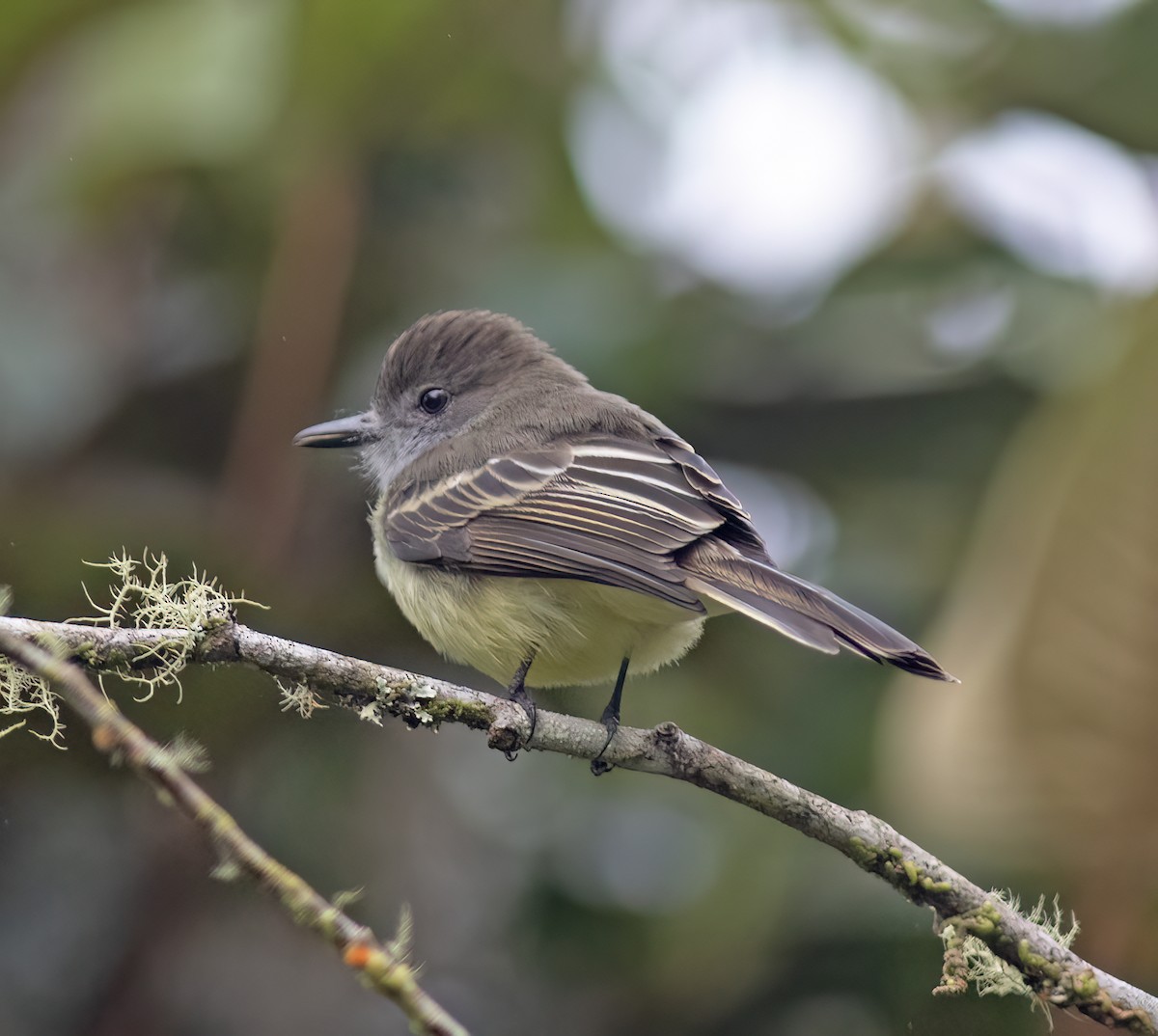 Pale-edged Flycatcher - ML644324105