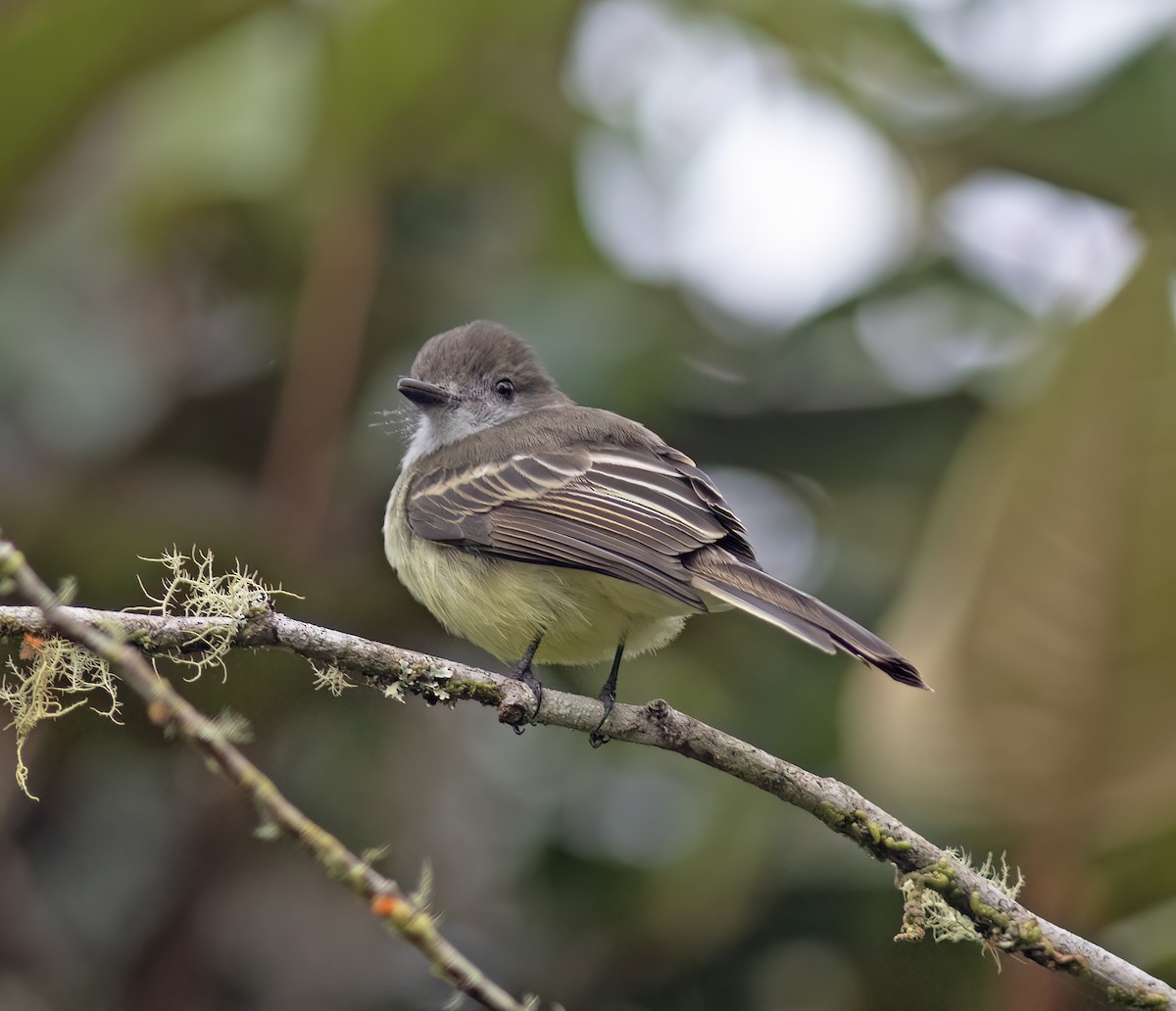 Pale-edged Flycatcher - ML644324106
