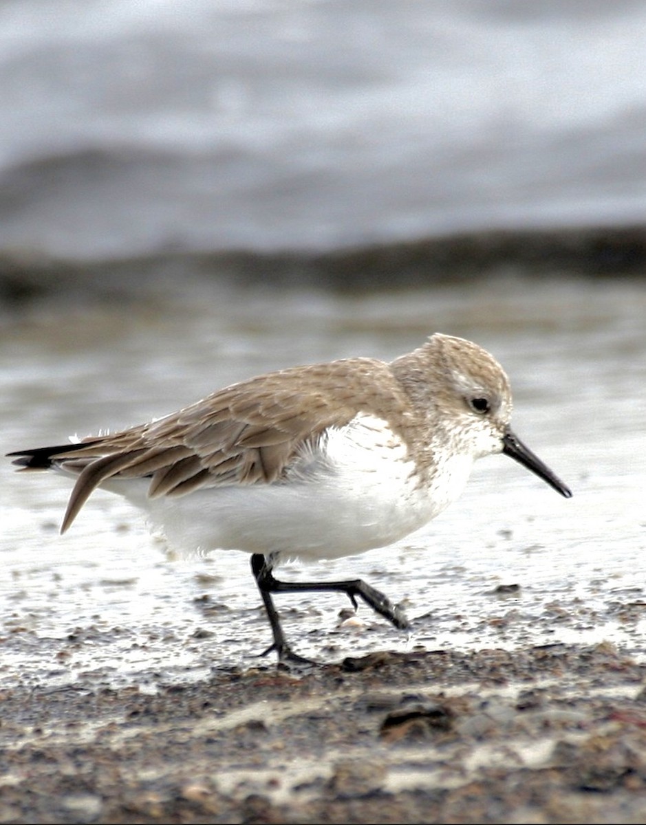 Bécasseau d'Alaska - ML644324107