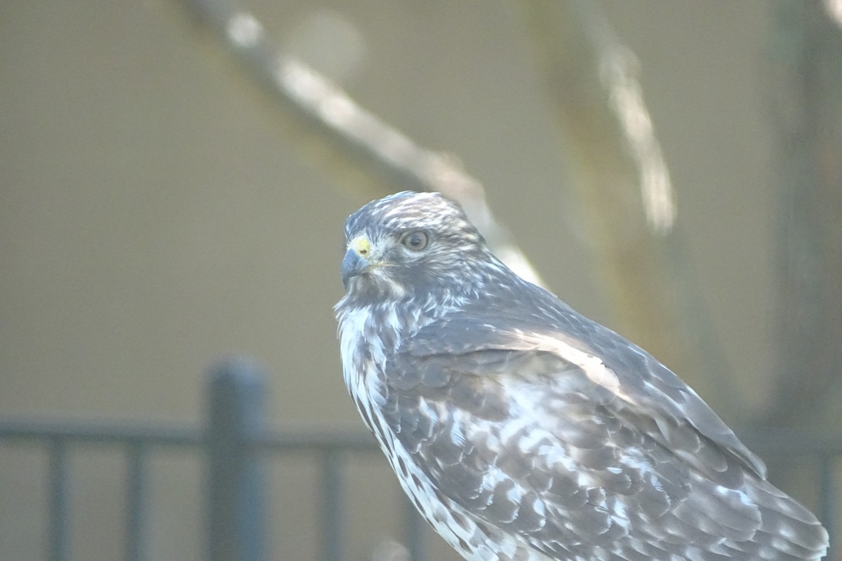 Red-shouldered Hawk - ML644324117
