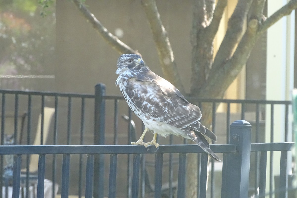 Red-shouldered Hawk - ML644324118