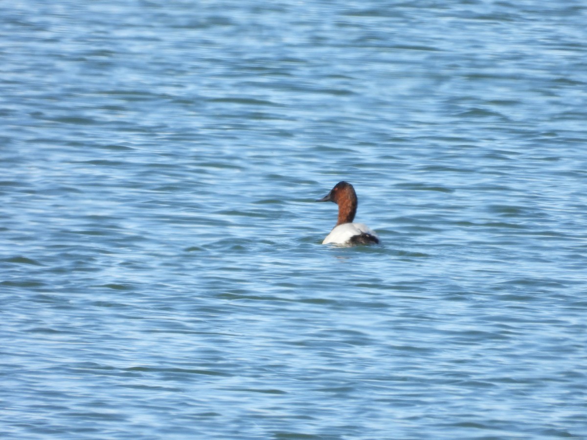 Fuligule à dos blanc - ML644324121