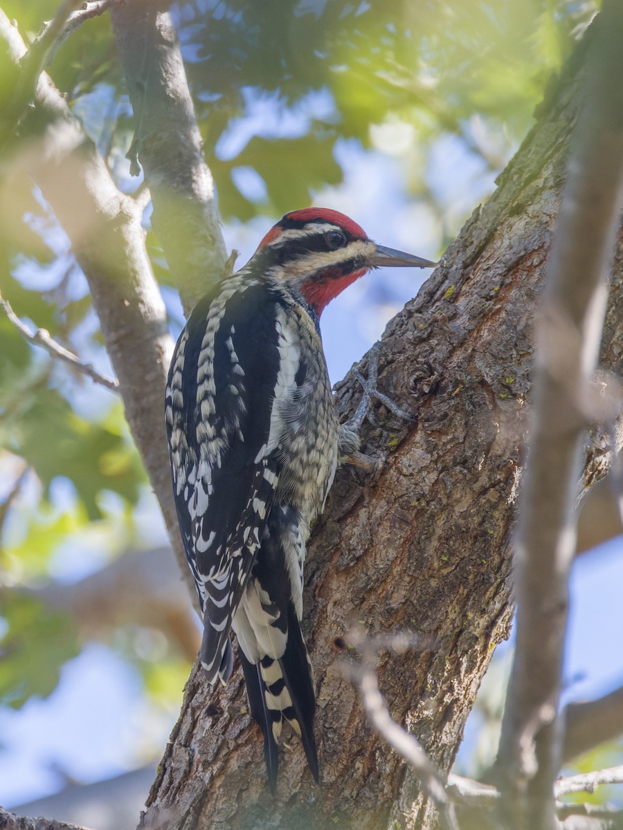 Rotnacken-Saftlecker - ML644324122