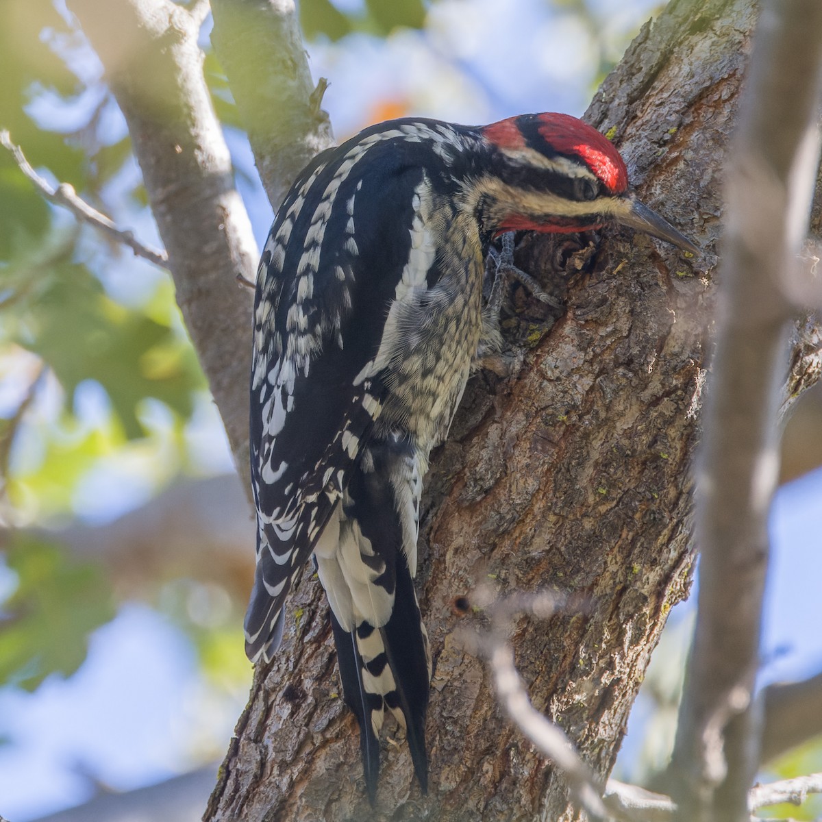 Red-naped Sapsucker - ML644324123